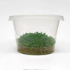 Storing Hemianthus callitrichoides 'Cuba' (HC Cuba) tissue cultures