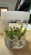 How to care for my Tissue Culture Carnivorous Plant