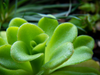 Transplanting and Care for Pinguicula Tissue Culture Plant