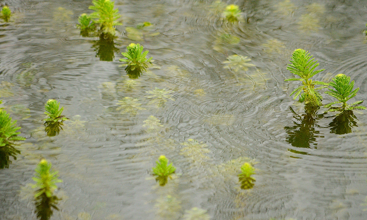 Easy-to-grow low light pond plants that can help filter your water