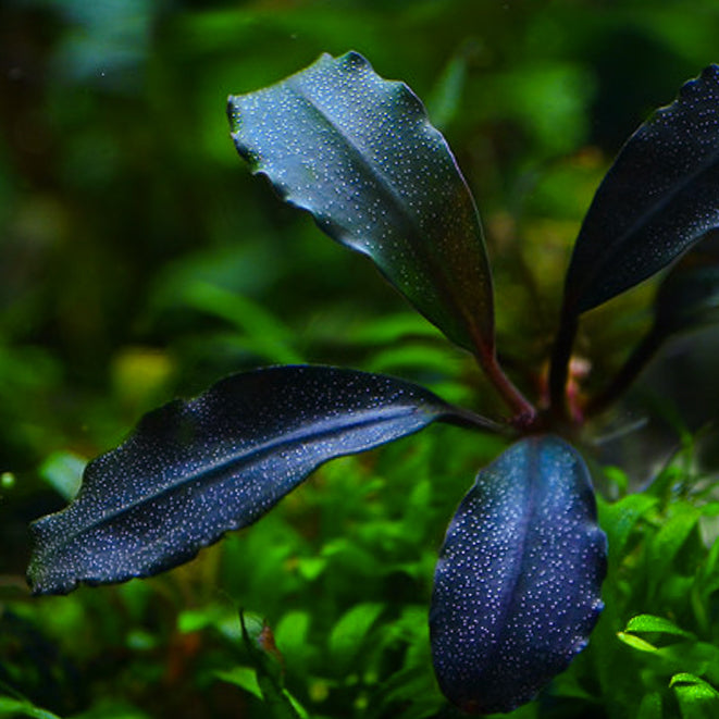 Bucephalandra