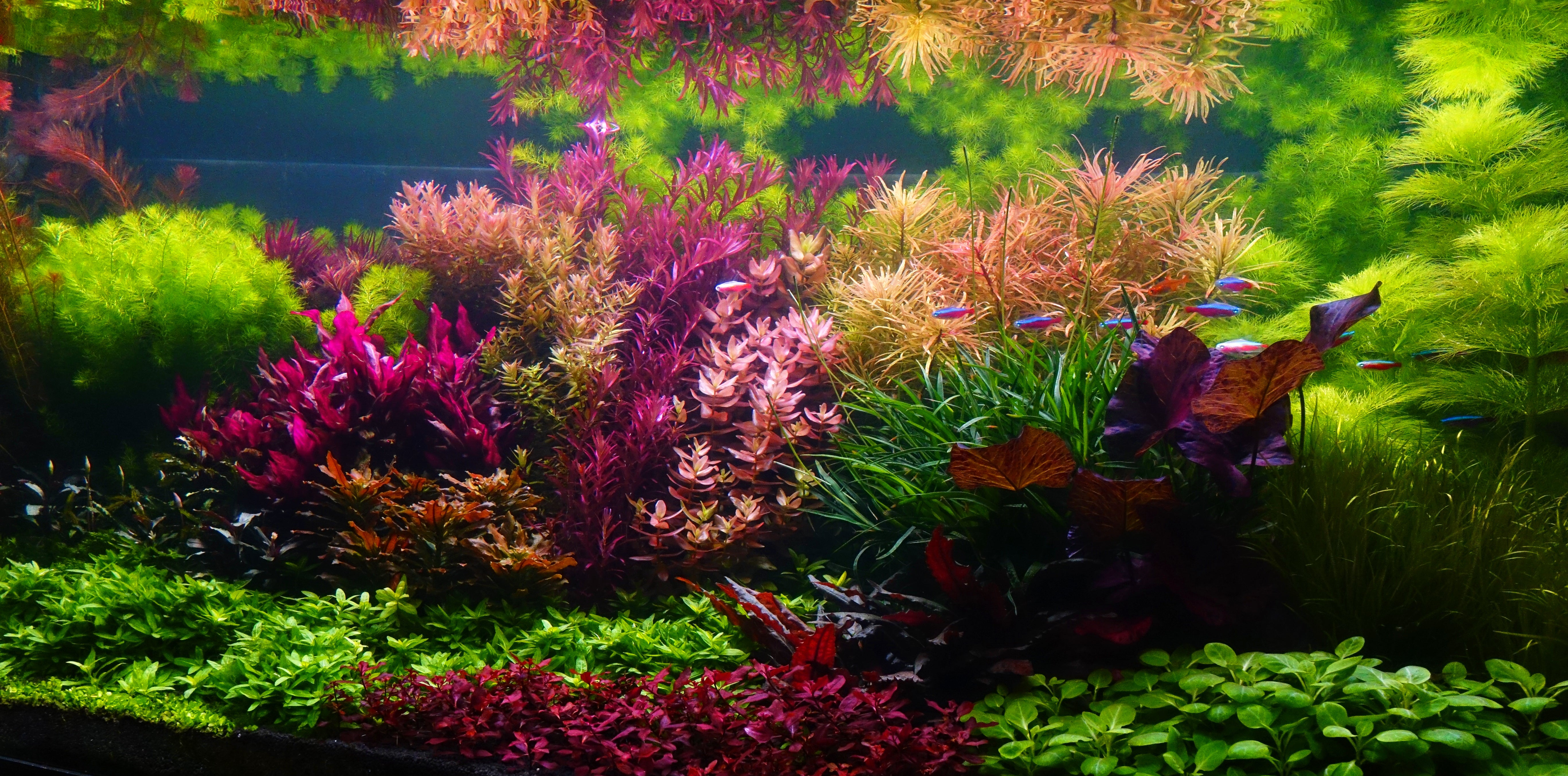 Dutch Aquascape