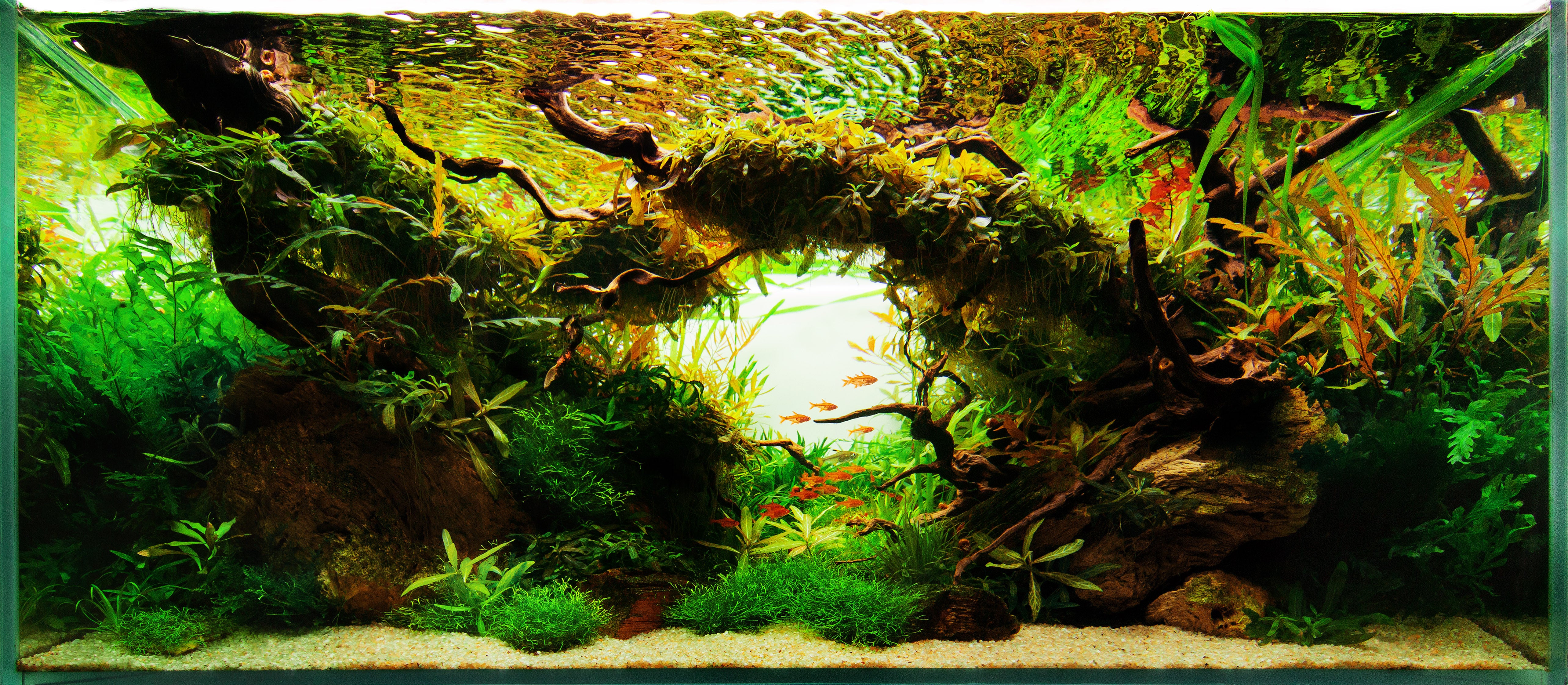 Nature Aquascape