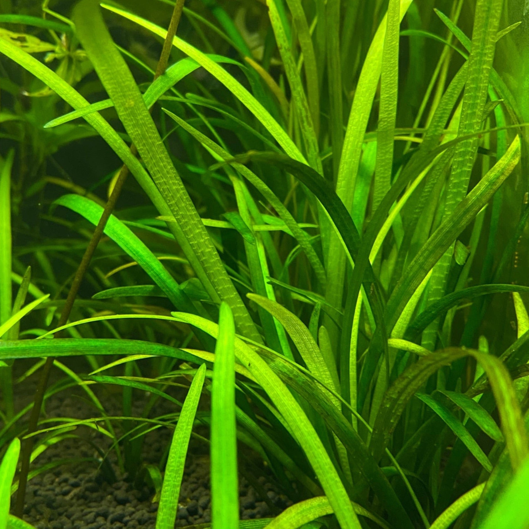 Vallisneria