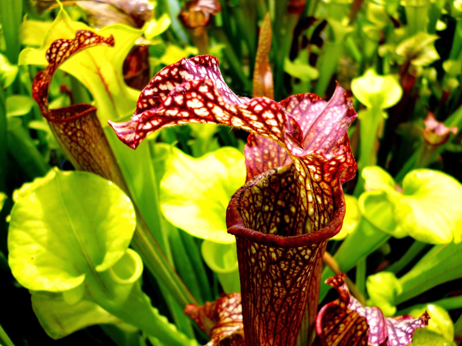 Pitcher Plant - Sarracenia