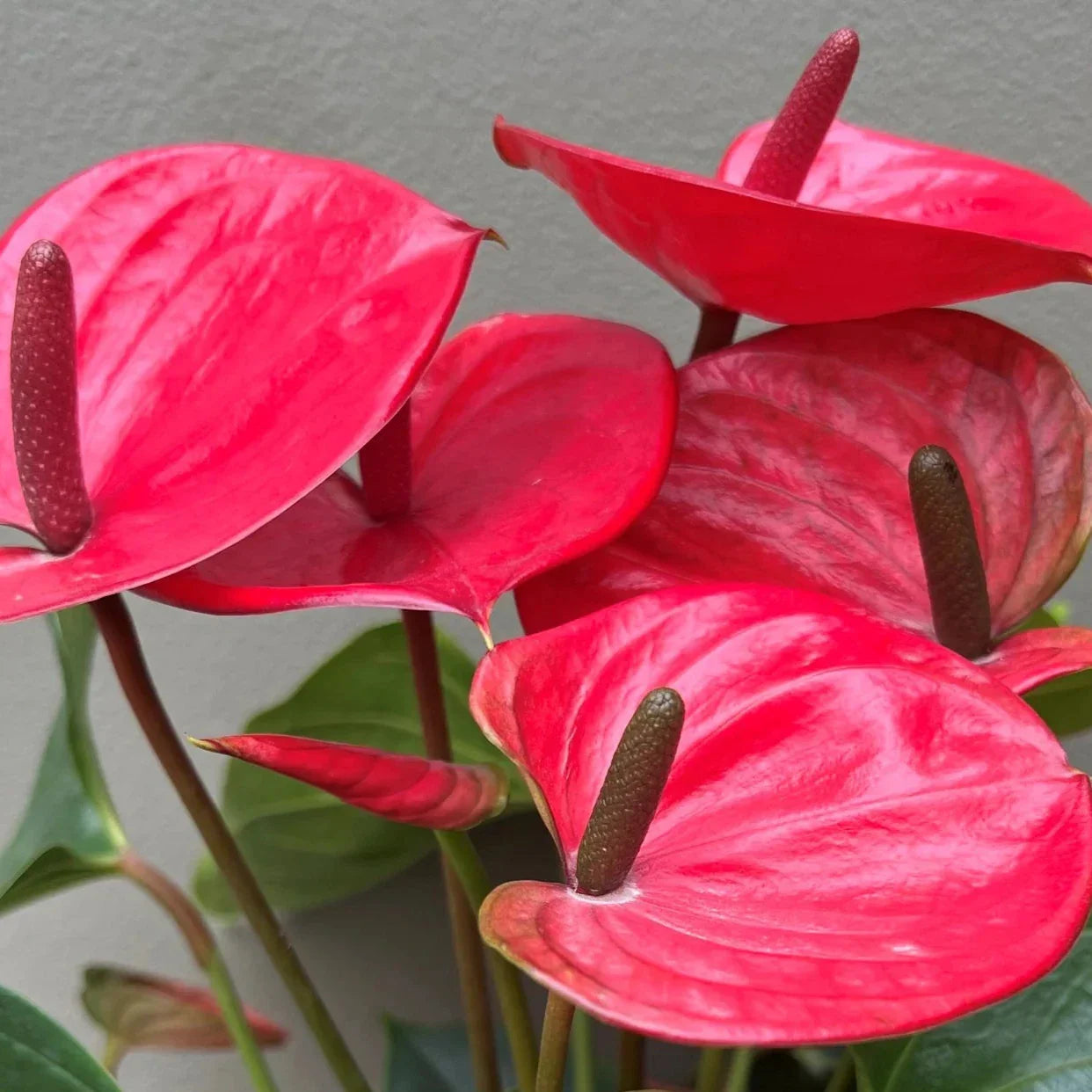 Anthurium 'Laceleaf'