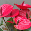 Anthurium 'Laceleaf'