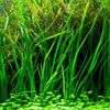 Cyperus