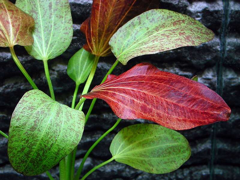 Echinodorus