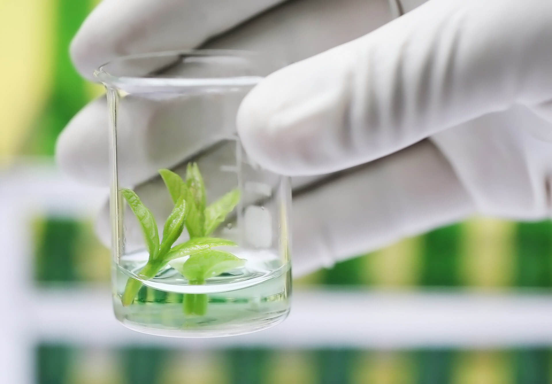 Tissue Culture Plants