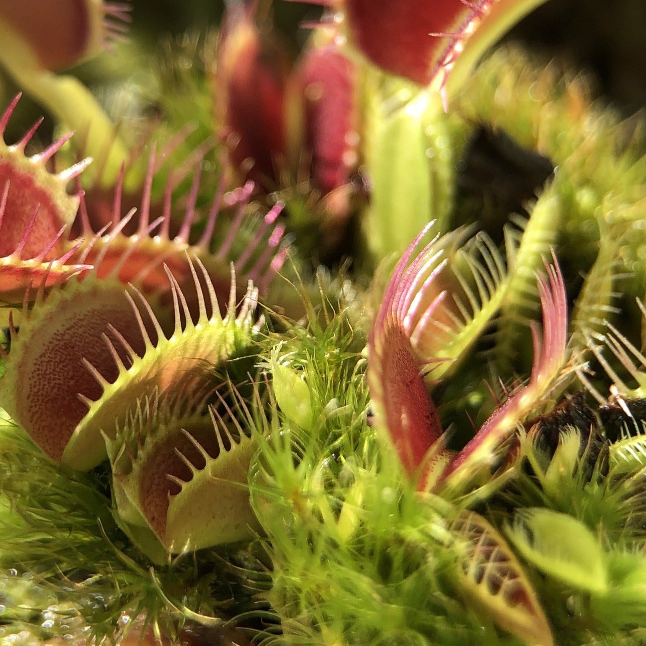 Venus Fly Trap 'Giant Traps' Dionaea muscipula - Tissue Culture Cup