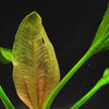 Echinodorus 'Apart' - Tissue Culture Cup