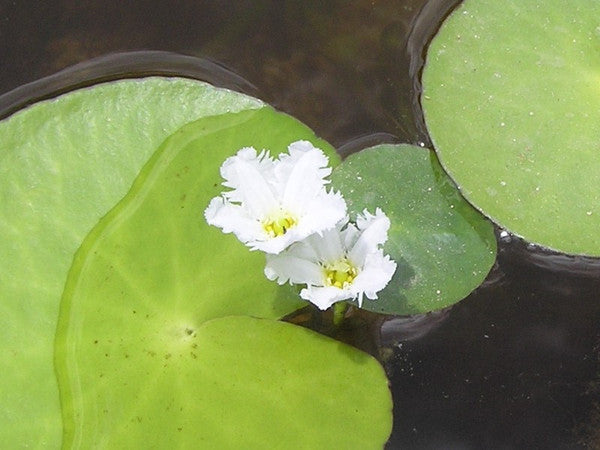 Nymphoides Aquatica Submersed Banana Lily - Whole Plant