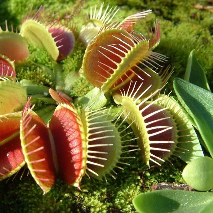 Venus Fly Trap 'Giant Traps' Dionaea muscipula - Tissue Culture Cup ...