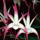 Dendrobium Elegant Starlight Orchid - Tissue Culture Cup
