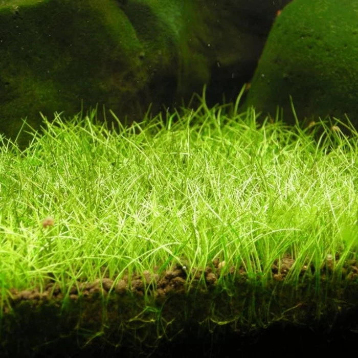 Eleocharis acicularis ‘Mini Hair Grass’ - Tissue Culture Cup