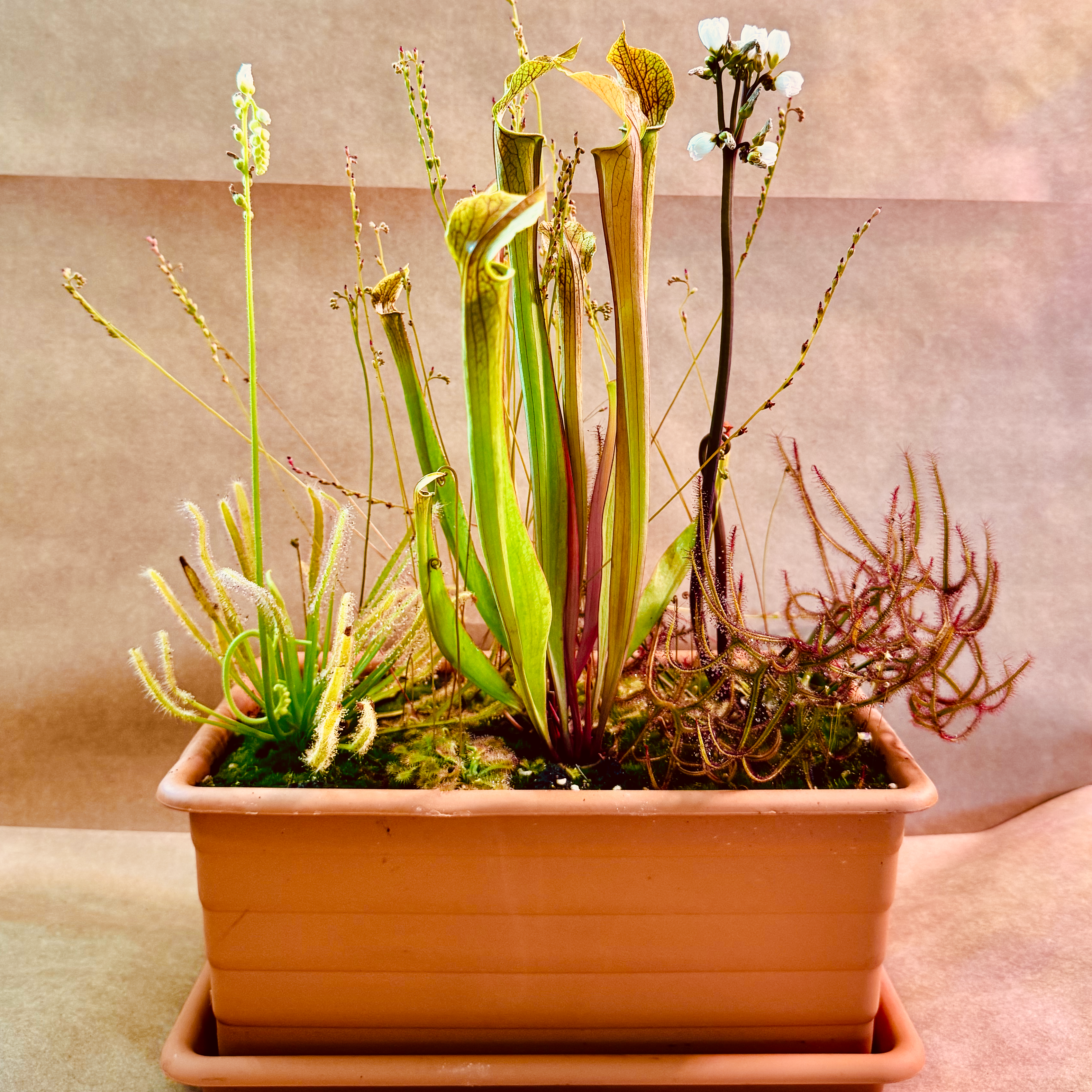 Window Box Mixed Carnivorous – Sarracenia & Drosera (270mm) – Sandy Point Pick Up Only