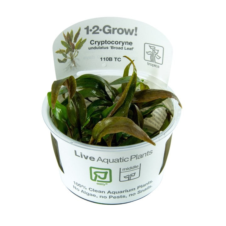 Cryptocoryne undulata 'Red' Broadleaf - Tropica Tissue Culture Cup