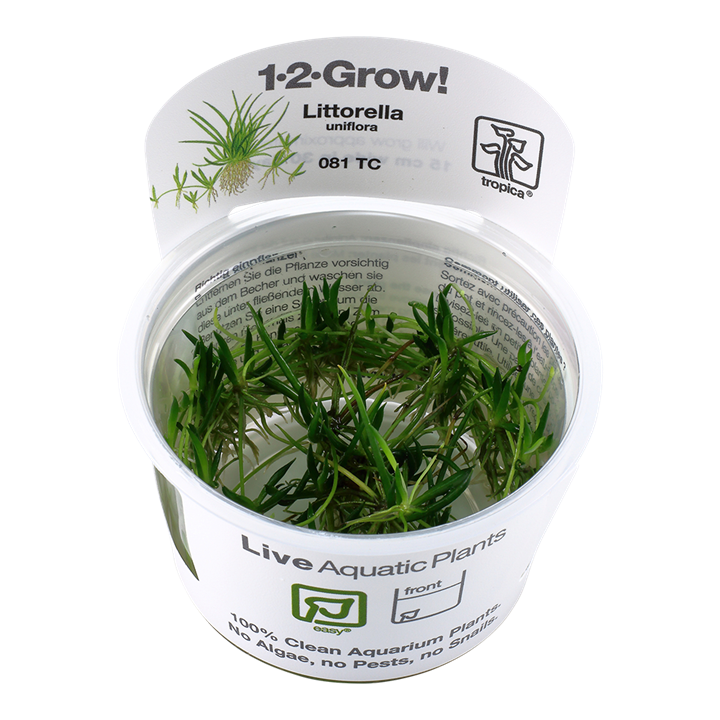 Littorella uniflora - Tropica Tissue Culture Cup