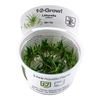 Littorella uniflora - Tropica Tissue Culture Cup