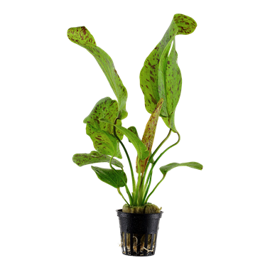 Echinodorus 'Ozelot Green' - Tissue Culture Cup