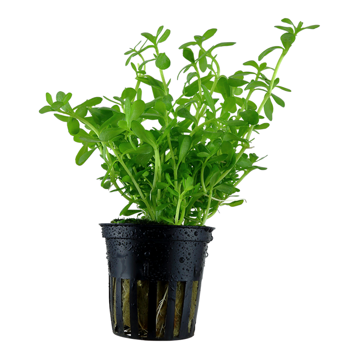 Bacopa Monnieri ‘Moneywort’ - 5cm Net Pot