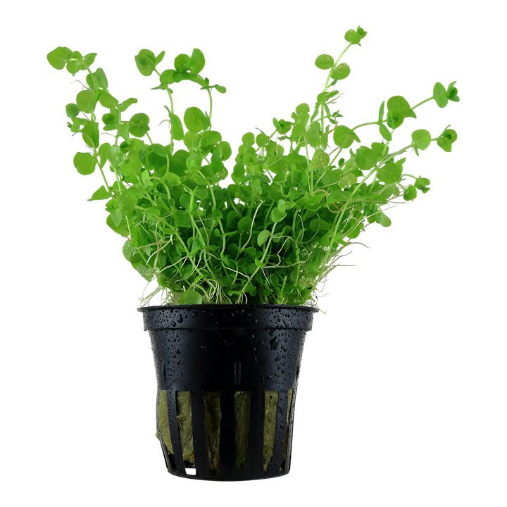 Micranthemum umbrosum 'Baby Tears' - 5cm Net Pot