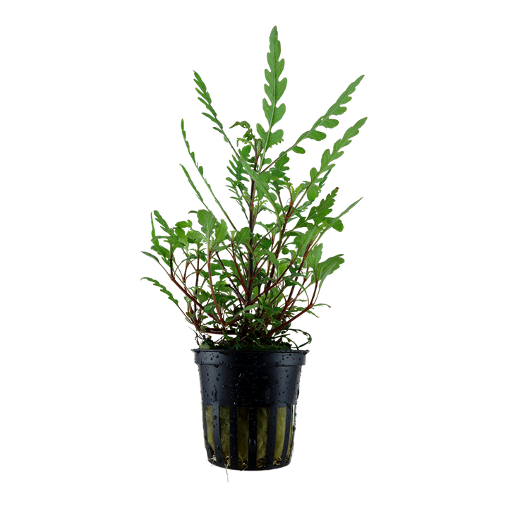 Hygrophila pinnatifida - 5cm Net Pot