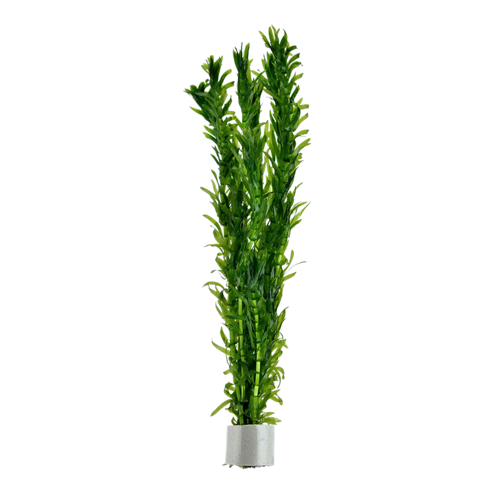 Egeria densa - Elodea - Bunch