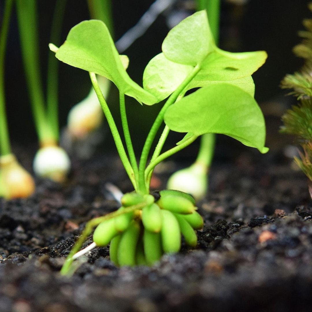 The Guppy Garden