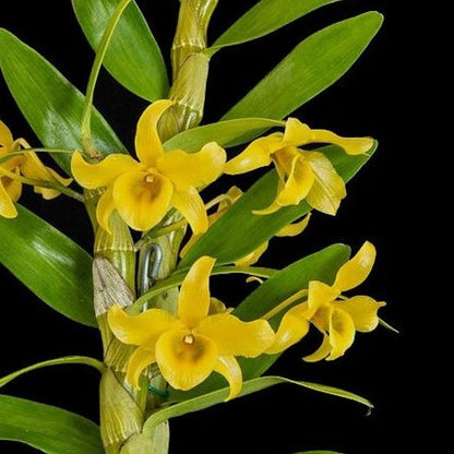 Dendrobium fredricksianum Orchid - Thialand, Malaysia & Cambodia - Tissue Culture Cup