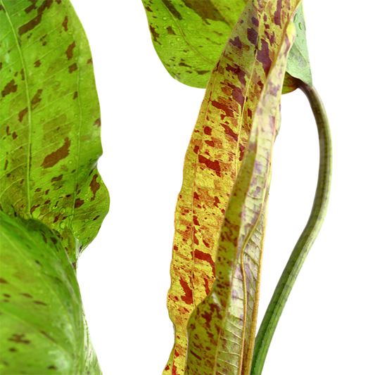 Echinodorus 'Ozelot Green' - Tissue Culture Cup