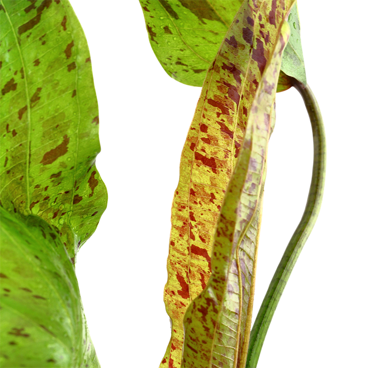 Echinodorus 'Ozelot Green' - 5cm Net Pot