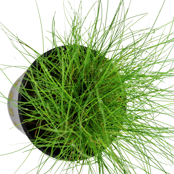 Eleocharis parvula 'Hairgrass' - 5cm Net Pot