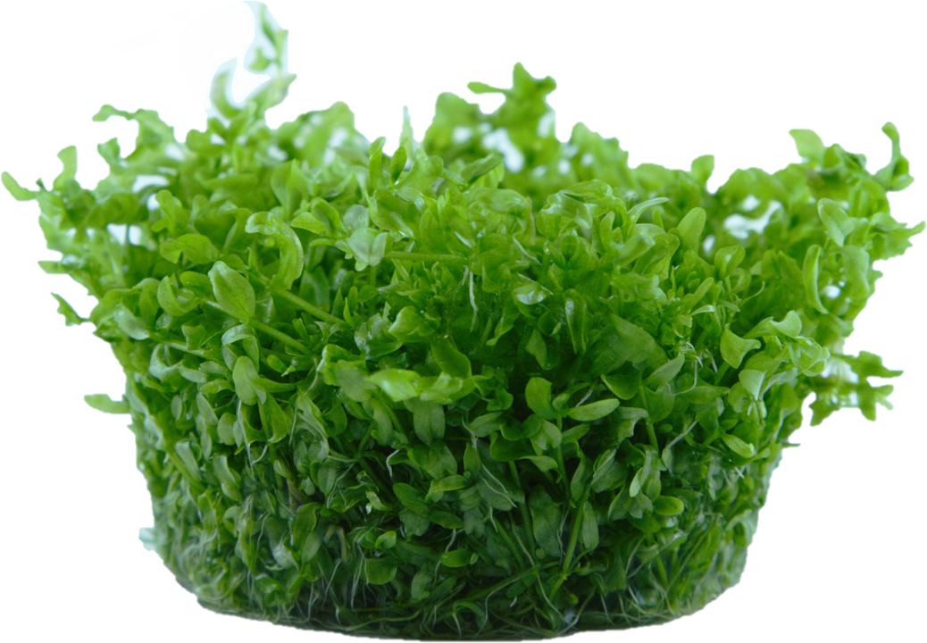 Hemianthus micranthemoides - Tissue Culture Cup – The Guppy Garden