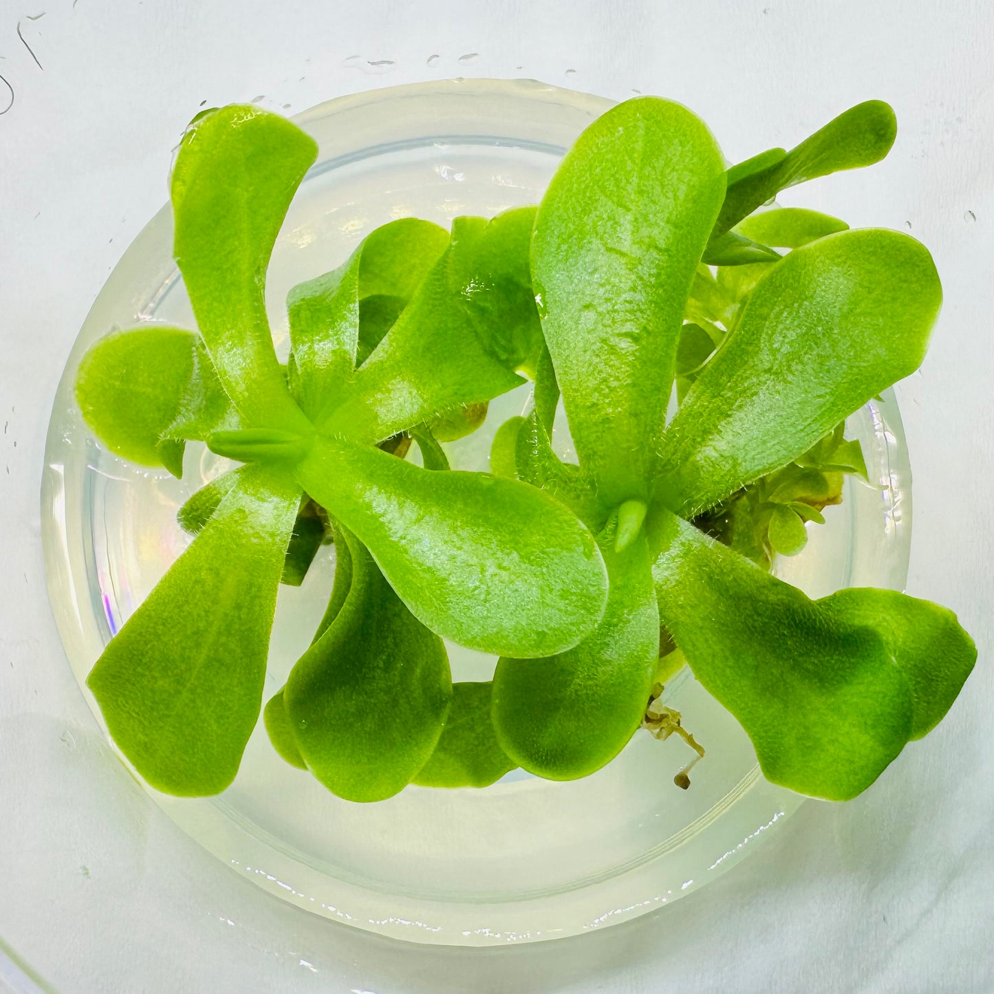 Pinguicula moranensis 'El Tepozan' Butterwort Plant - Tissue Culture Cup
