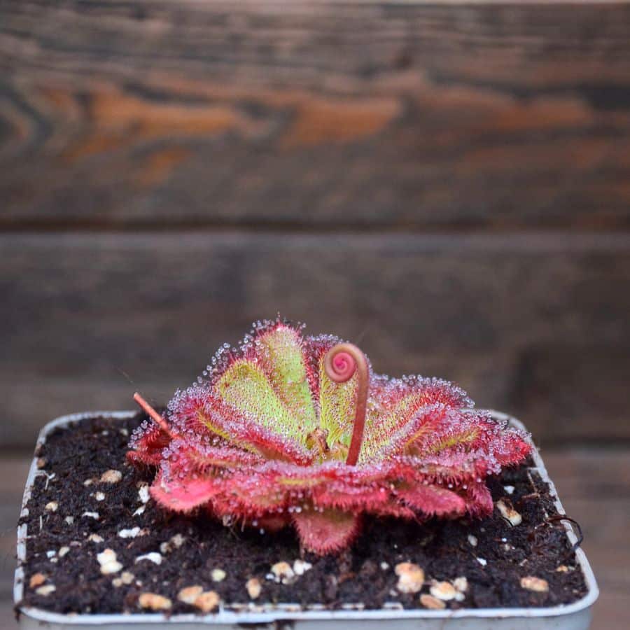 Drosera aliciae 'Alice Sundew' - 1 Plant