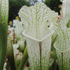 Sarracenia Leucophylla 'Hurricane Creek White' - Pitcher Plant - 1 Small Plant in a cup