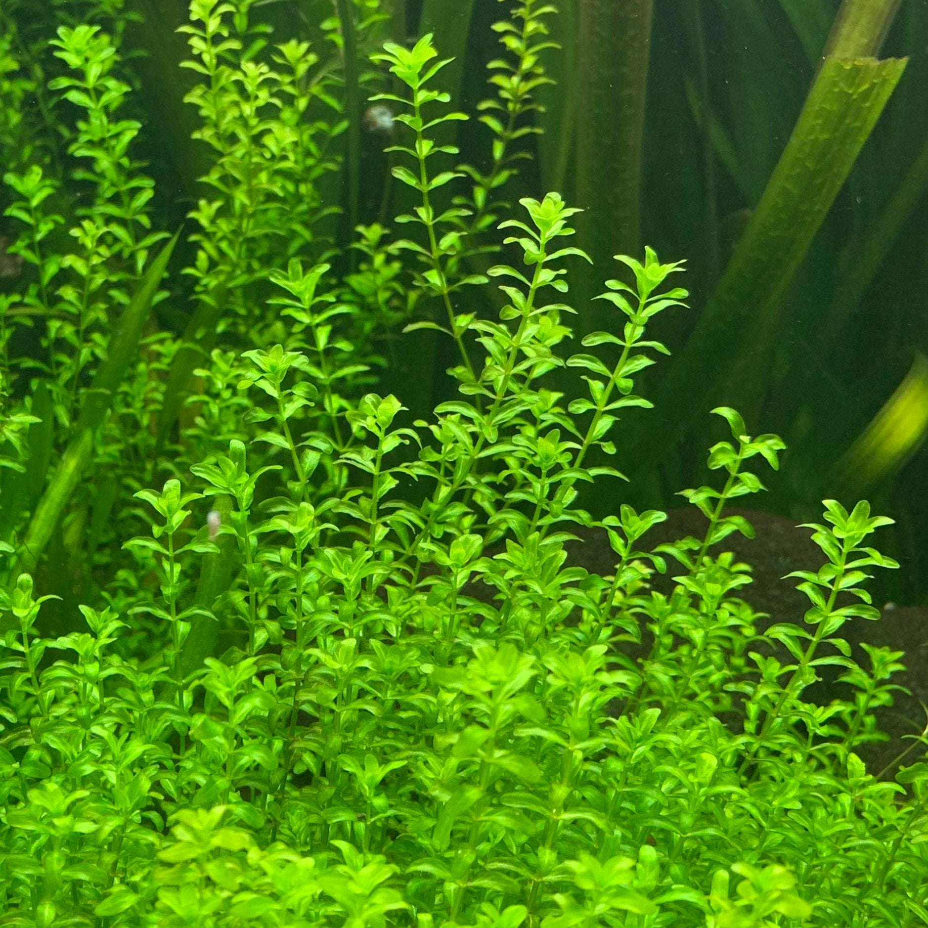 The Guppy Garden