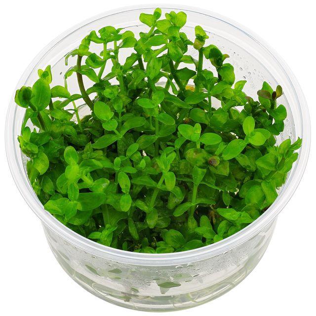 Bacopa Amplexicaulis ‘Giant Red Bacopa’  - Tissue Culture Cup