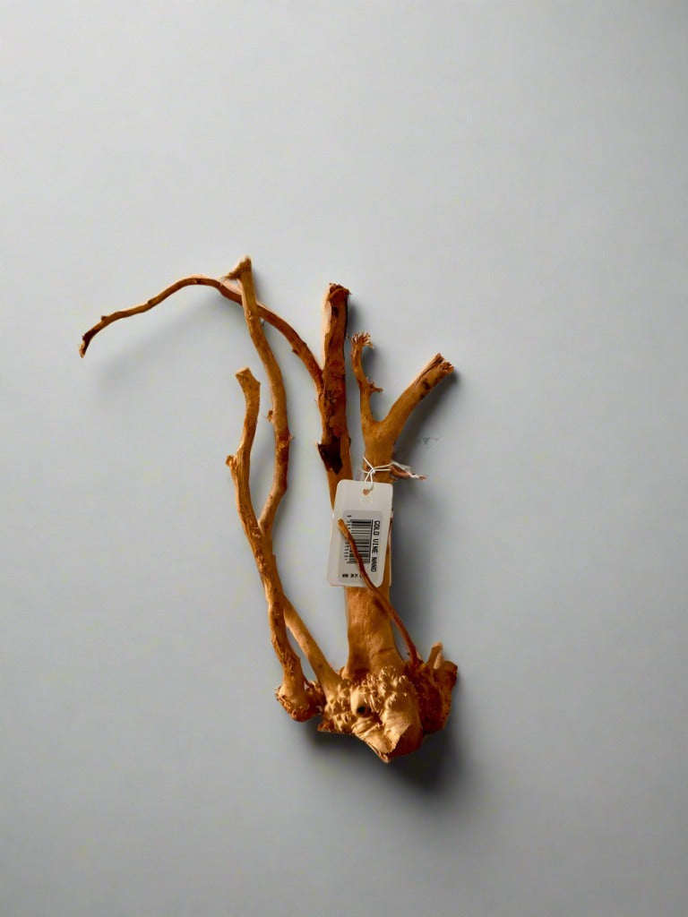 Gold Vine Wood - Nano - 15cm