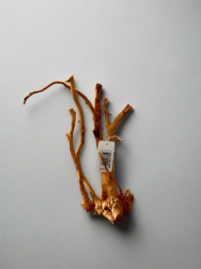 Gold Vine Wood - Nano - 15cm