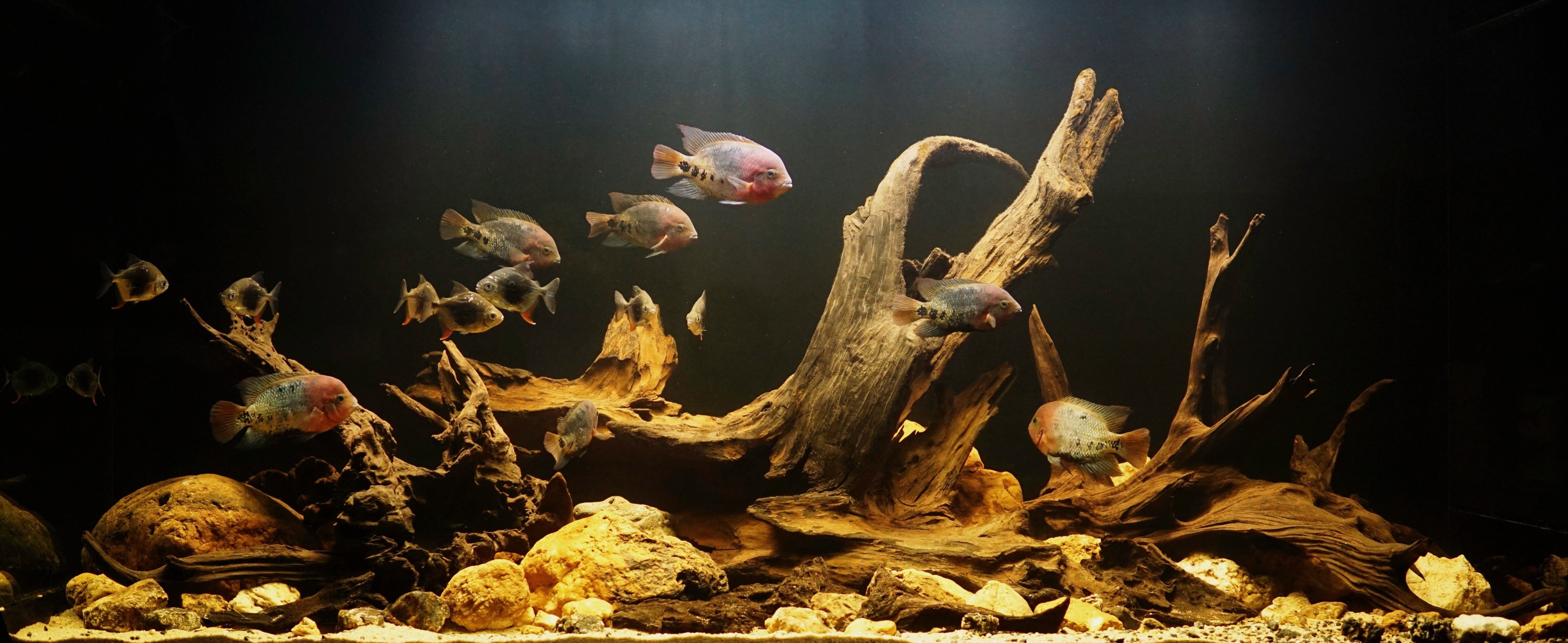 The Guppy Garden