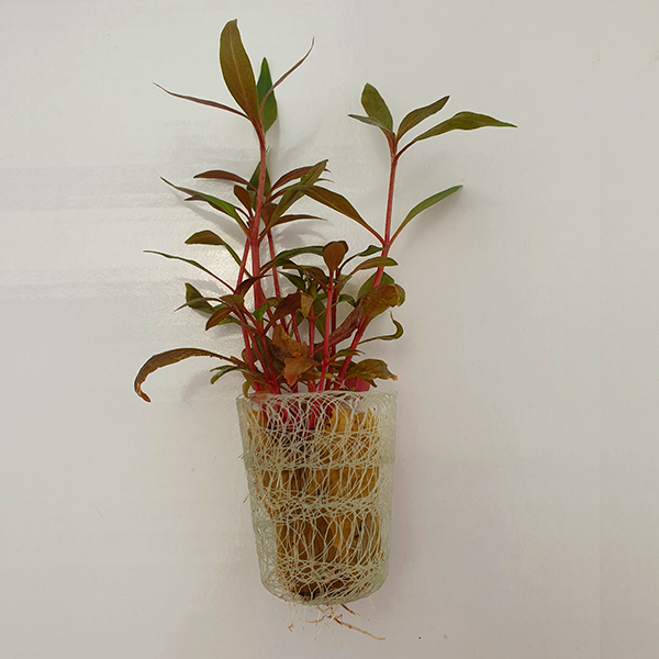Alternanthera Reineckii ‘Mini’ - Immersed Grown Net Pot