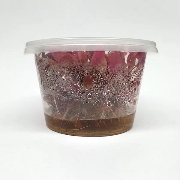 Alternanthera Reineckii ‘Mini’ - Tissue Culture Cup