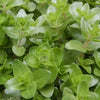 Bacopa Amplexicaulis ‘Giant Red Bacopa’  - Tissue Culture Cup