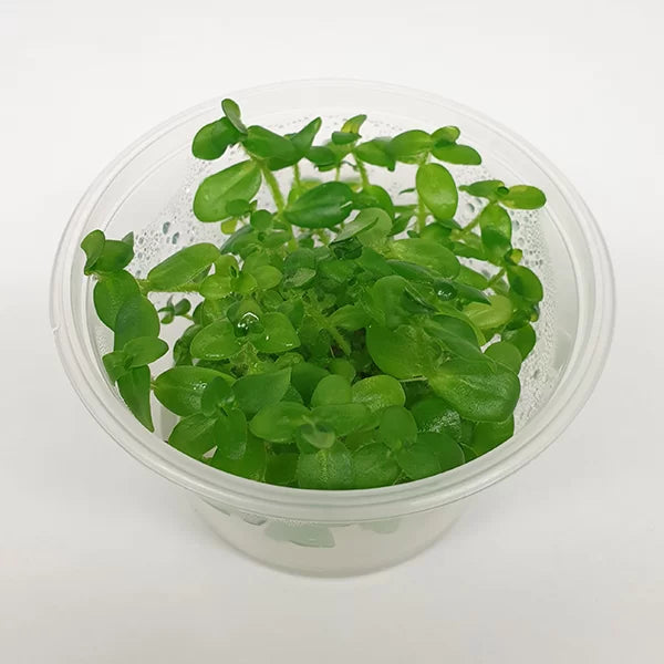 Bacopa caroliniana ‘Lemon Bacopa’ - Tropica Tissue Culture Cup