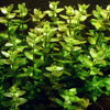 Bacopa caroliniana ‘Lemon Bacopa’ - Tissue Culture Cup