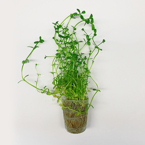 Bacopa Monnieri ‘Moneywort’ - Immersed Grown Net Pot