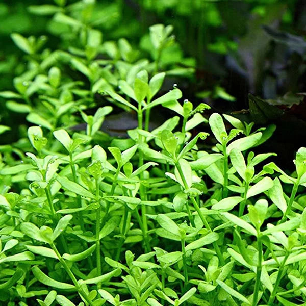 Bacopa Monnieri ‘Moneywort’ - Tissue Culture Cup